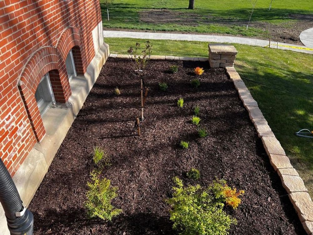 Newly landscaped garden with mulch, young trees, and shrubs beside brick building.
